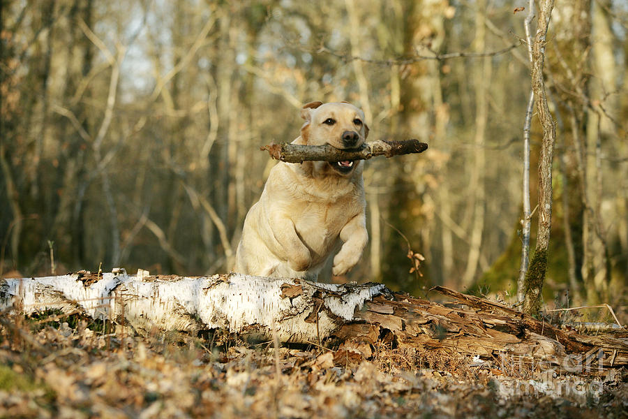 Labrador Jumping With Stick Photograph by Jean-Michel Labat