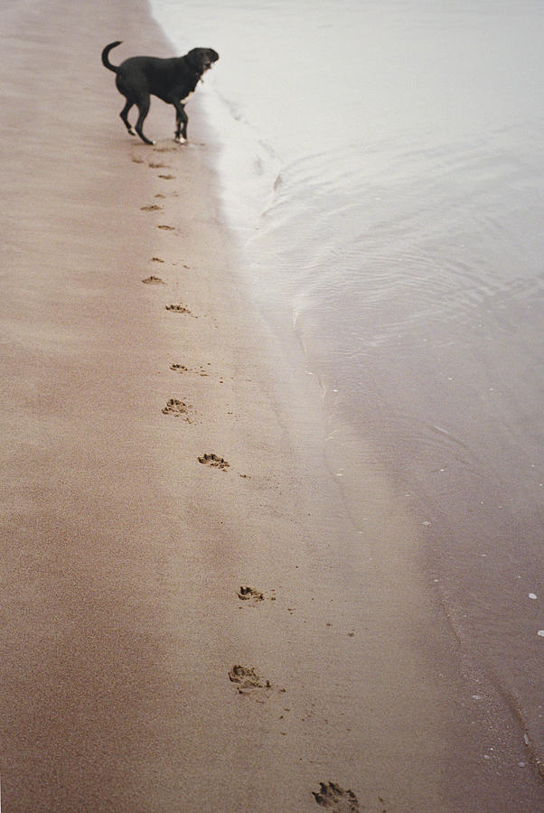 Labrador Mix And Paw Prints On Shoreline Photograph by Danielle D. Hughson
