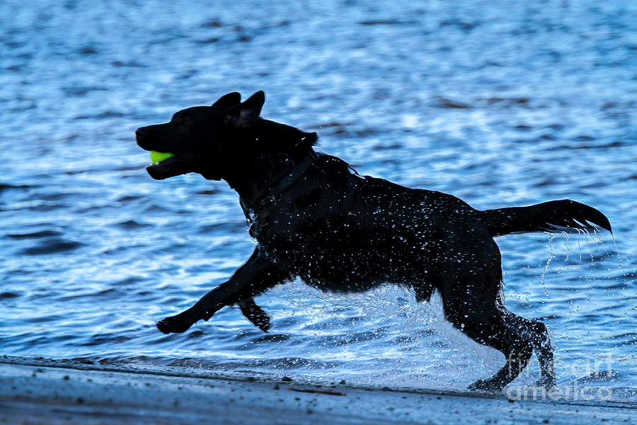 Labrador on the Run Photograph by Eleanor Abramson