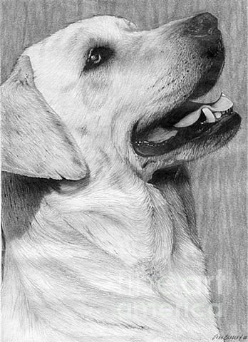 Labrador Portrait Drawing by John Christopher Bradley