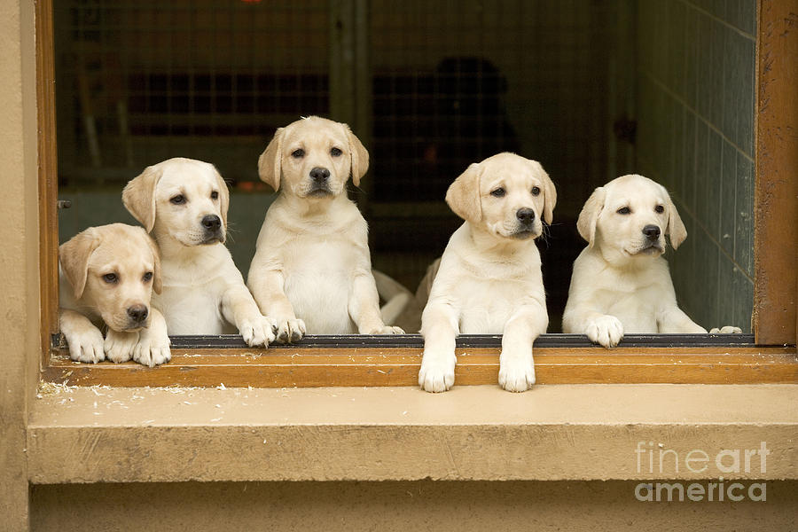 Labrador Puppies At Window Photograph by Jean-Michel Labat