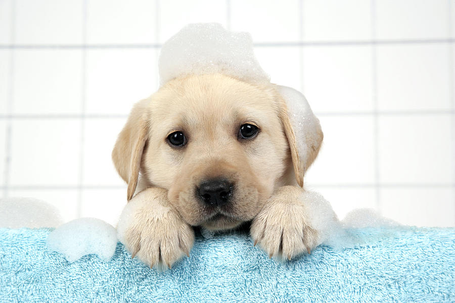 Labrador Puppy In Bath Photograph by John Daniels