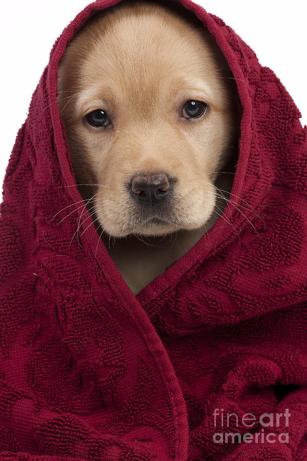 Labrador Puppy In Towel Photograph by Jean-Michel Labat