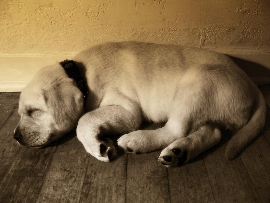 Labrador Puppy Taking a Nap Photograph by Abram House