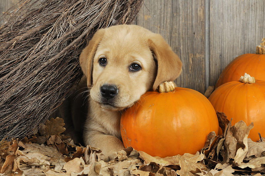 Pumpkin Photograph - Labrador Puppy With Pumpkins by John Daniels