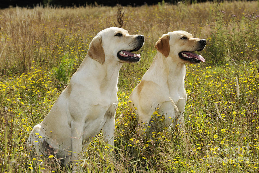 Labrador Retriever Dogs Photograph by John Daniels