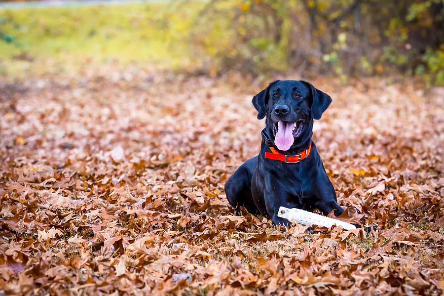 Labrador Retriever in the Fall Photograph by Eleanor Abramson