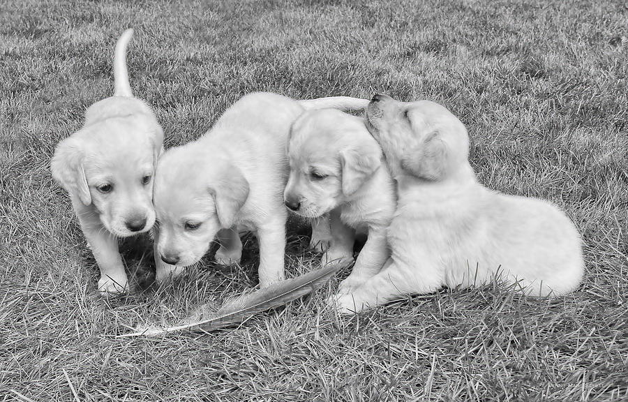 Labrador Retriever Puppies and Feather Black and White Photograph by Jennie Marie Schell