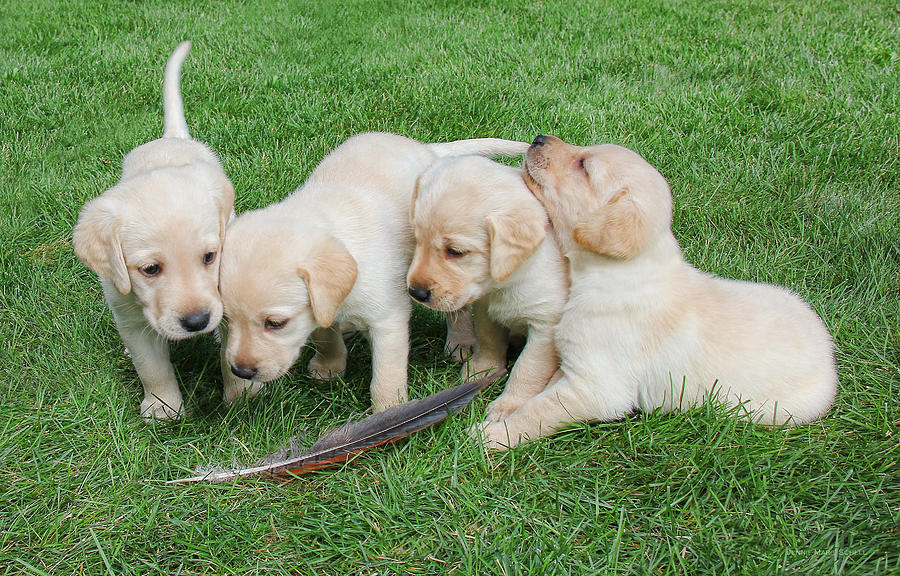 Dog Photograph - Labrador Retriever Puppies and Feather by Jennie Marie Schell