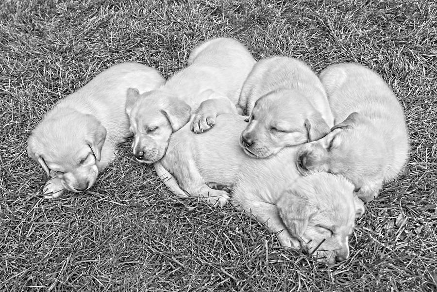 Labrador Retriever Puppies Nap Time Black and White Photograph by Jennie Marie Schell