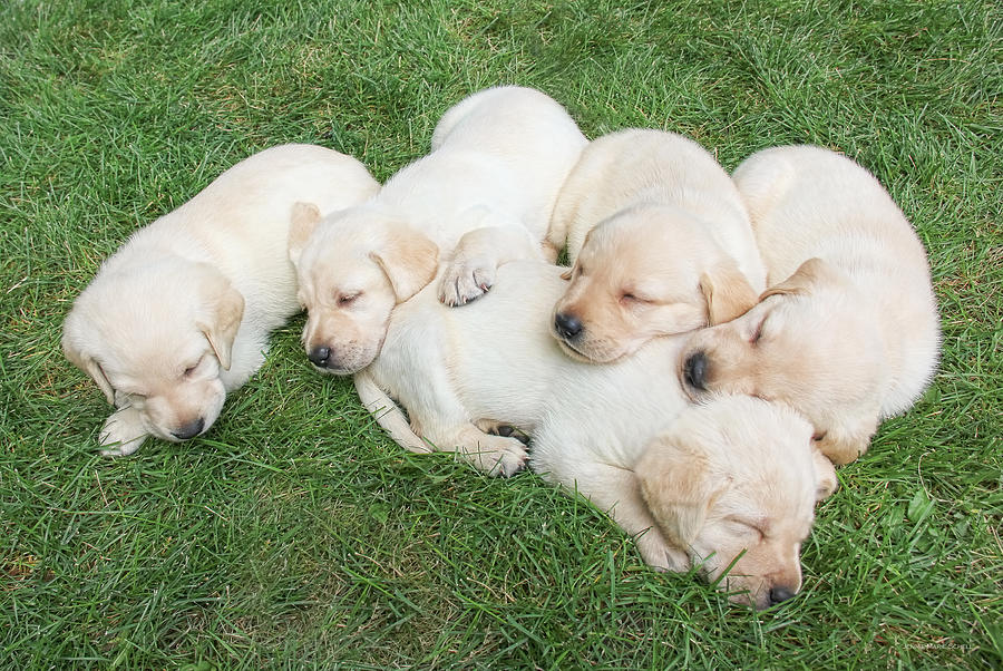 Summer Photograph - Labrador Retriever Puppies Nap Time by Jennie Marie Schell