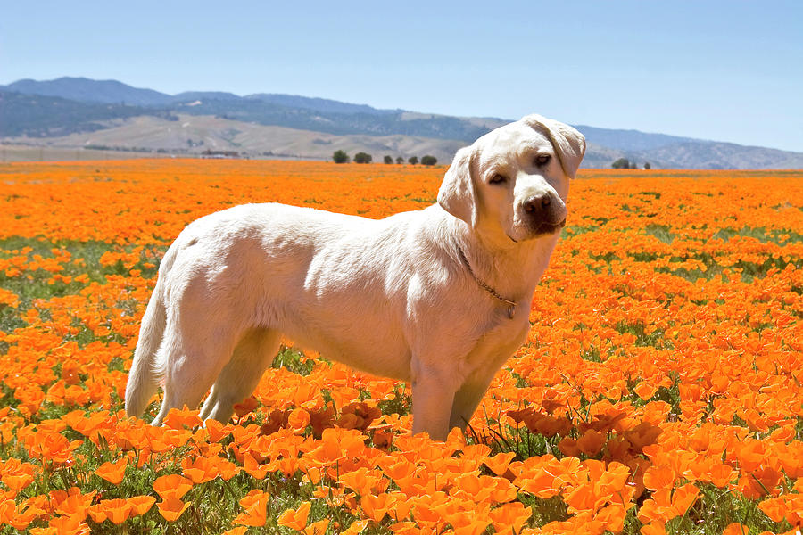 Flower Photograph - Labrador Retriever Standing In A Field by Zandria Muench Beraldo