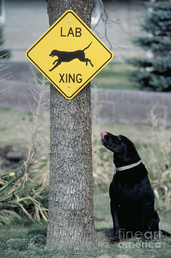 Labrador Retriever With Sign Photograph by William H. Mullins