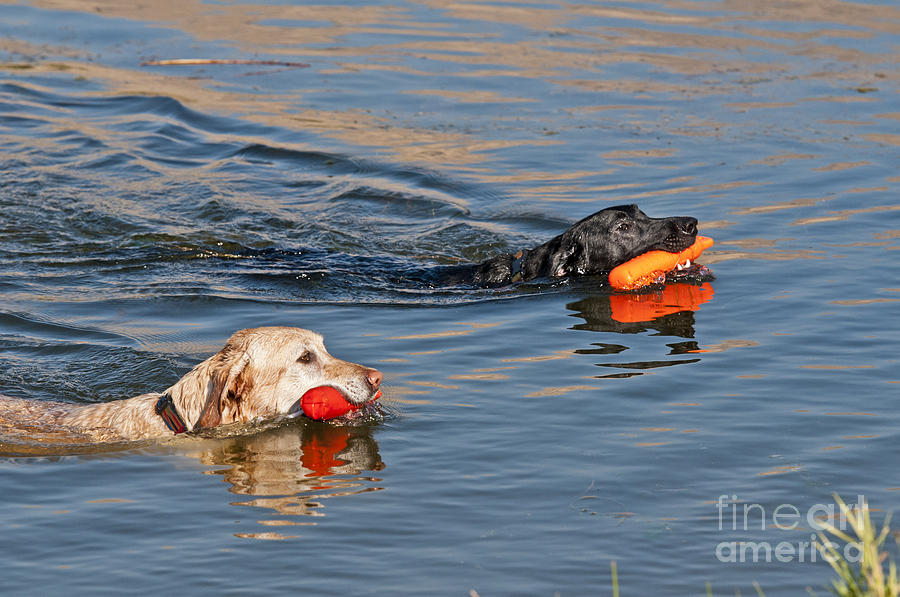 Labrador Retrievers In Pond Photograph by William H. Mullins