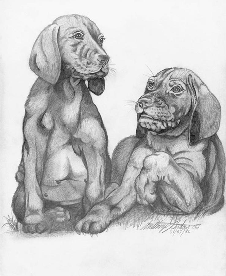 Labrador Retriver Puppies Drawing by Anthony Seeker