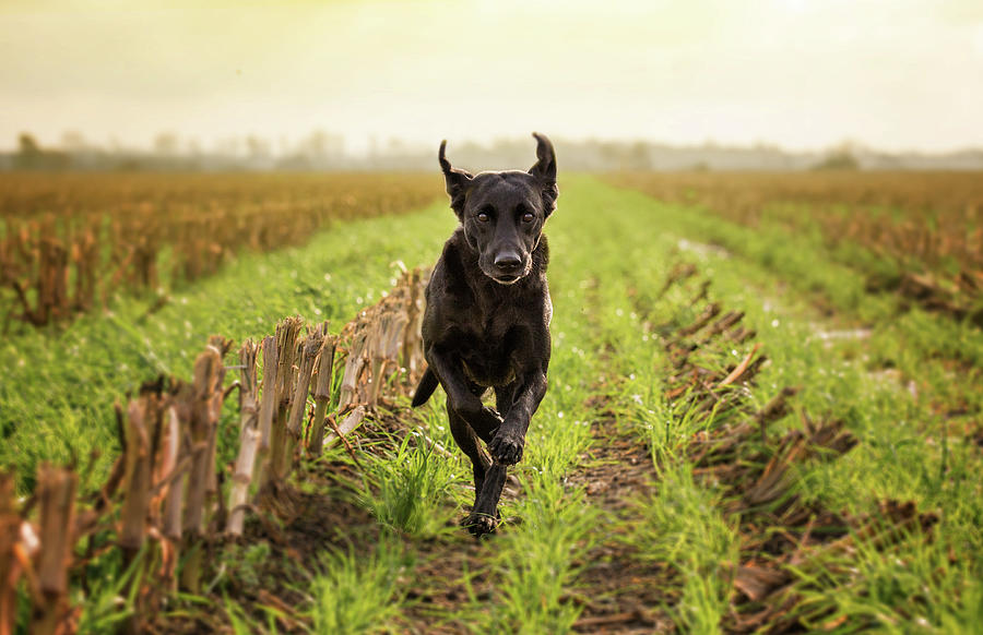 Labrador Retriver Running Photograph by Faba-photograhpy