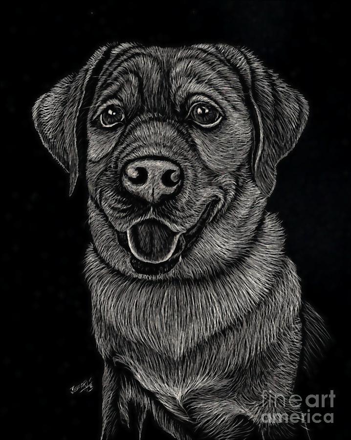 Dog Drawing - Labrador Scratch by Jennifer Jeffris