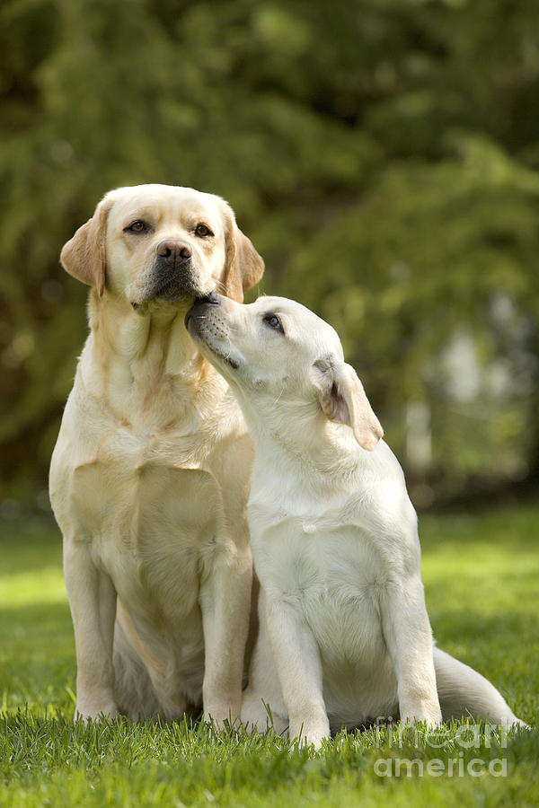 Mammal Photograph - Labradors, Adult And Young by Jean-Michel Labat