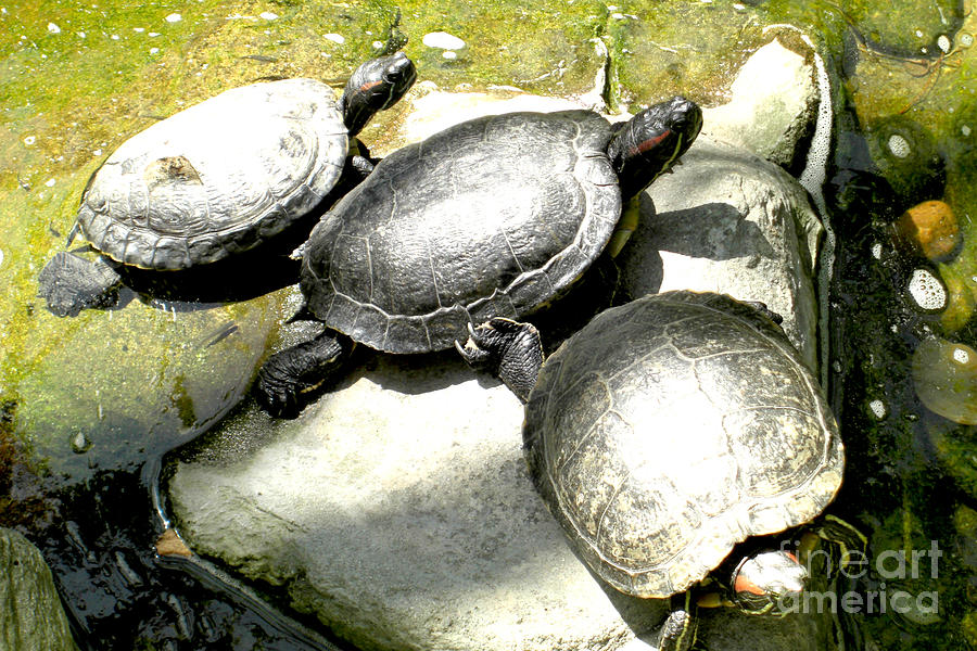 LaBrea Tar Pits Turtles Photograph by Deborah Smolinske