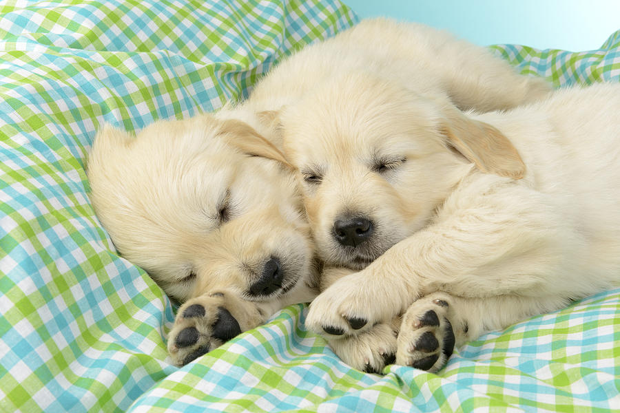 Labs Sleeping On A Blanket Photograph by MGL Meiklejohn Graphics Licensing