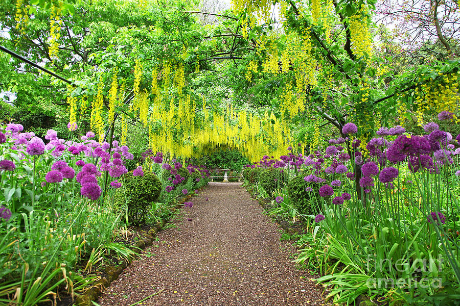 Laburnum arch at Dorothy Clive Gardens Stoke-on-Trent Photograph by John Keates