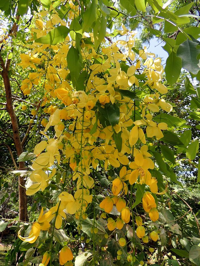 Laburnum Photograph by Heather Gordon - Fine Art America