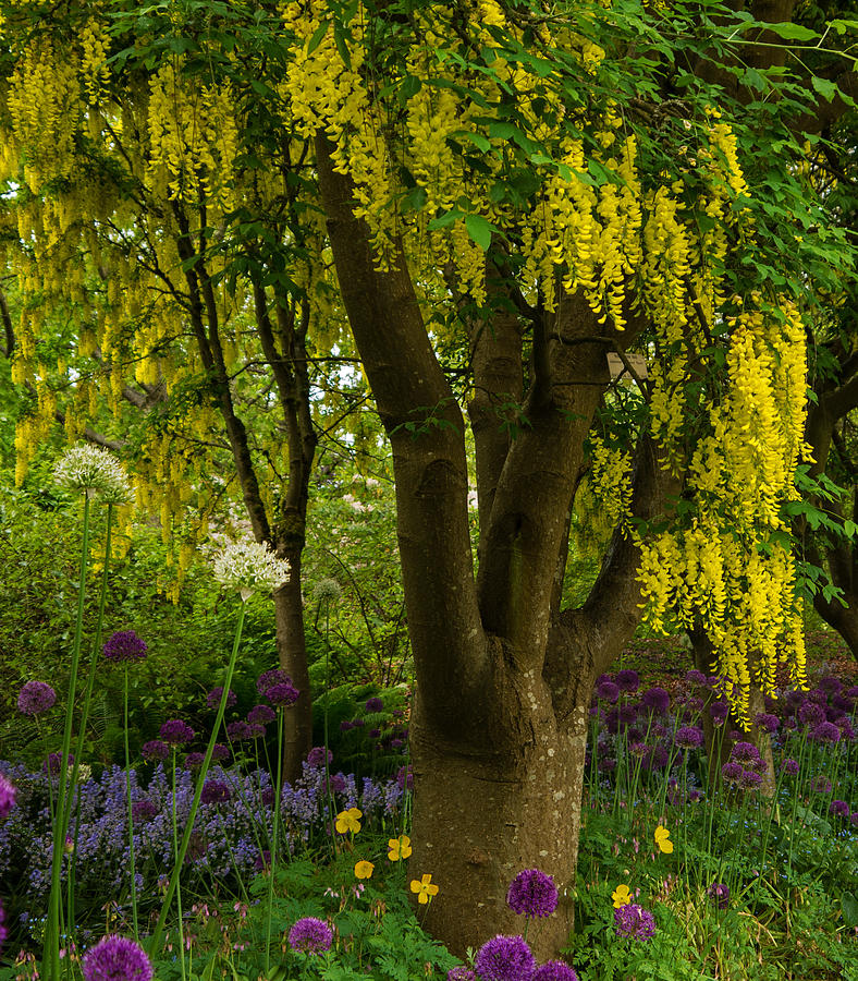 Laburnum Tree in Bloom - Nature Art Photograph by Jordan Blackstone