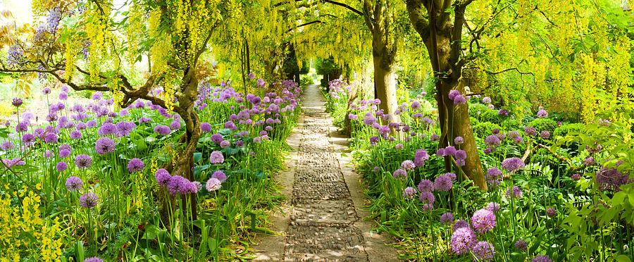 Summer Photograph - Laburnum Trees At Barnsley House by Panoramic Images