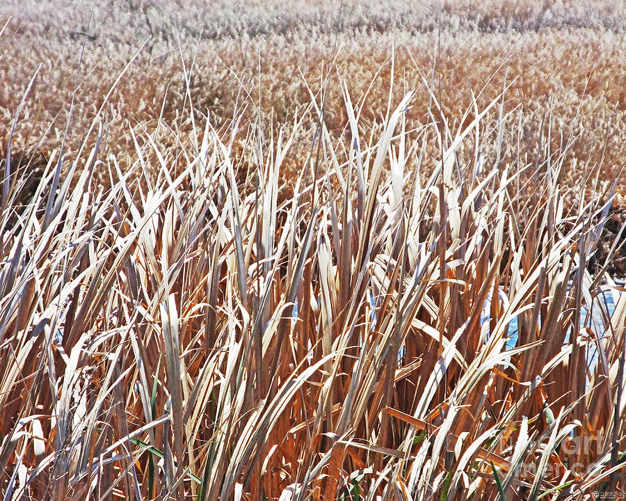 Lacassine NWR Grasses Photograph by Lizi Beard-Ward