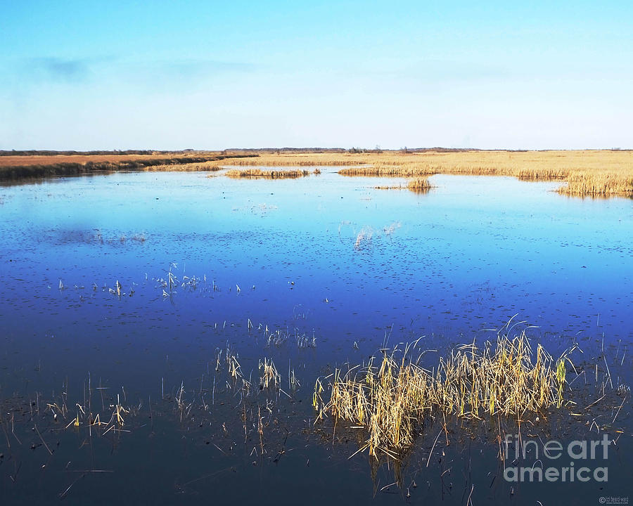 Lacassine Pool NWR Afternoon Louisiana Photograph by Lizi Beard-Ward