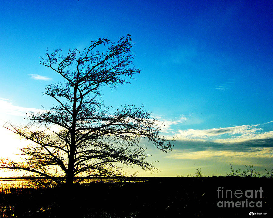Tree Photograph - Lacassine Tree by Lizi Beard-Ward