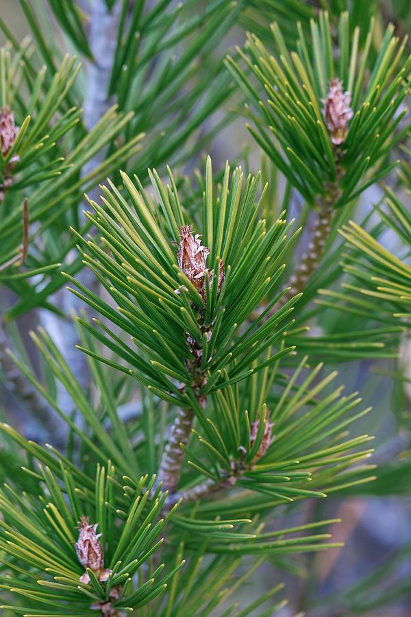 Nature Photograph - Lace-bark Pine (pinus Bungeana) by Dr. Nick Kurzenko