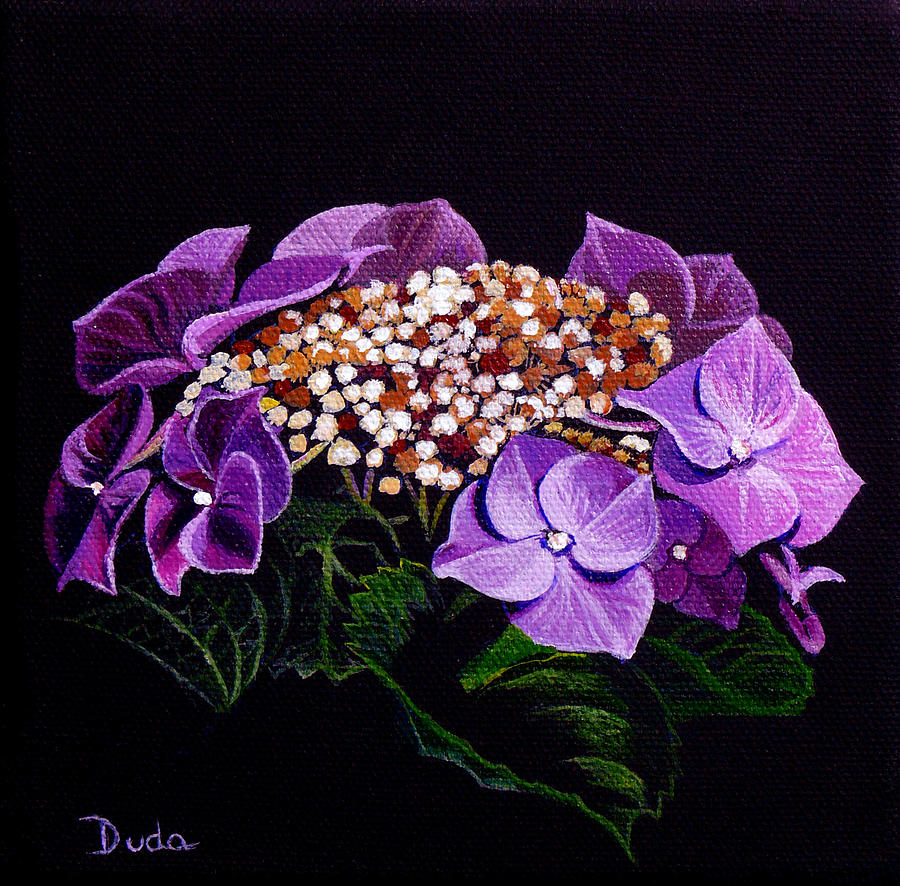 Lace Cap Hydrangea Painting by Susan Duda