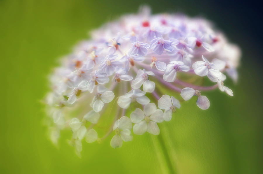 didiscus flower