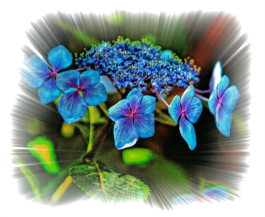 Lace Hydrangea Photo Art Photograph by Constantine Gregory