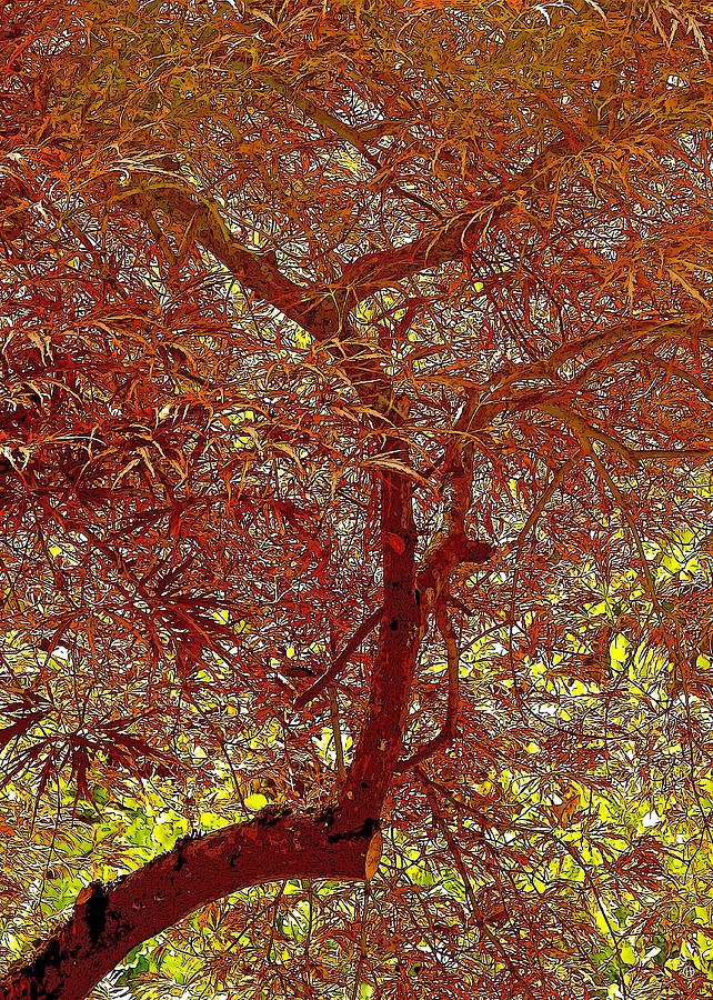 Lace-leaf Radiance Digital Art by Gary Olsen-Hasek