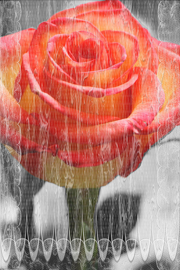 Nature Photograph - Lace Veiled Rose by Debbie Nobile