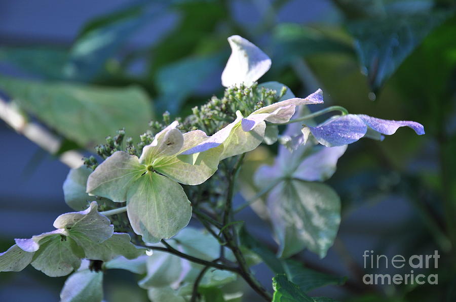 Lacecap Hydrangea Princess Lace In November Photograph by Tatyana Searcy