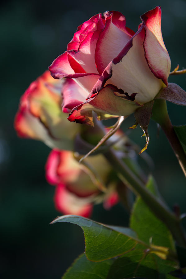 Rose Photograph - Laced Rose by J Scott Davidson