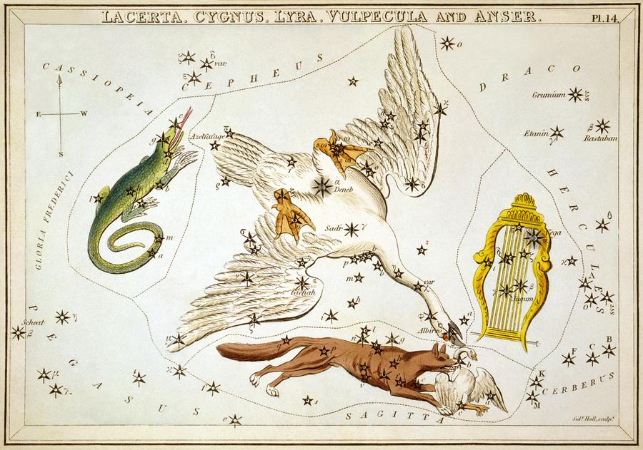 Lacerta Cygnus Lyra Vulpecula and Anser Painting by Celestial Images
