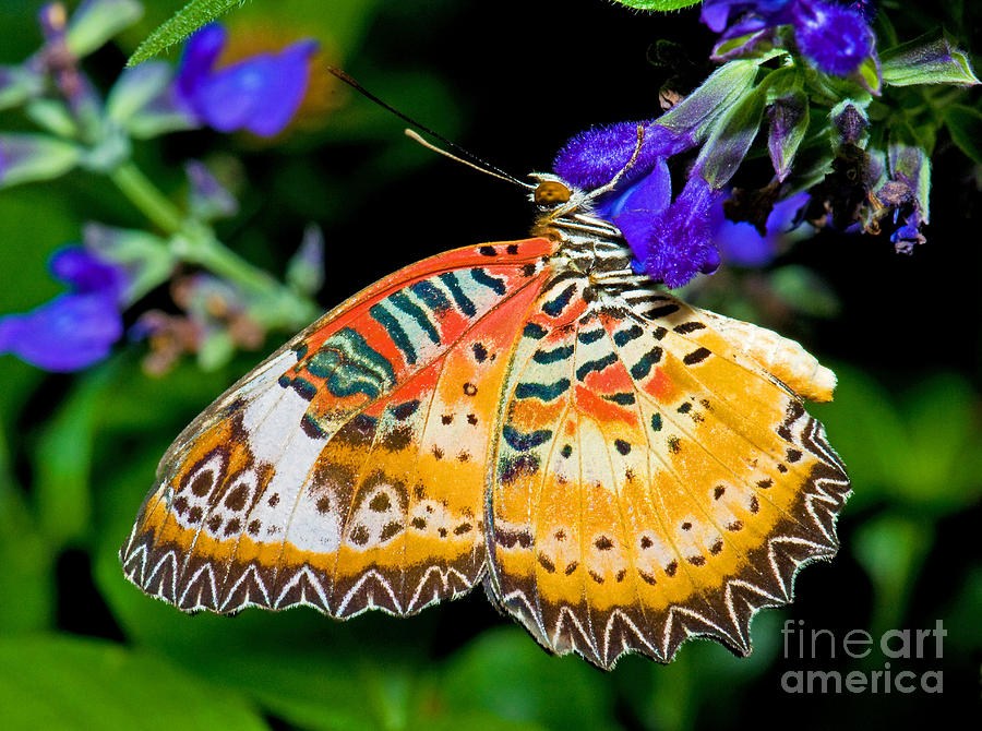 Lacewing Butterfly Photograph by Millard H. Sharp