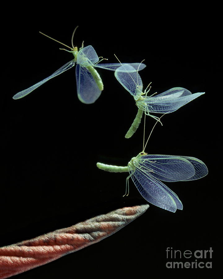 Insects Photograph - Lacewing Taking Off by Stephen Dalton
