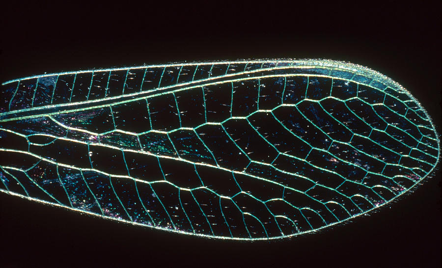 Lacewing Wing Photograph by Perennou Nuridsany
