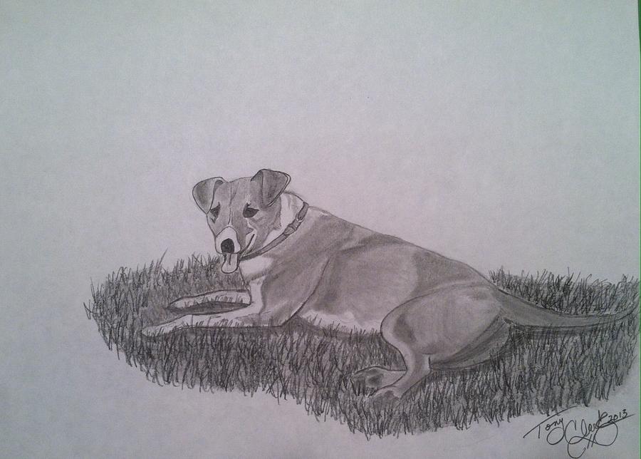 Lacey Drawing by Tony Clark