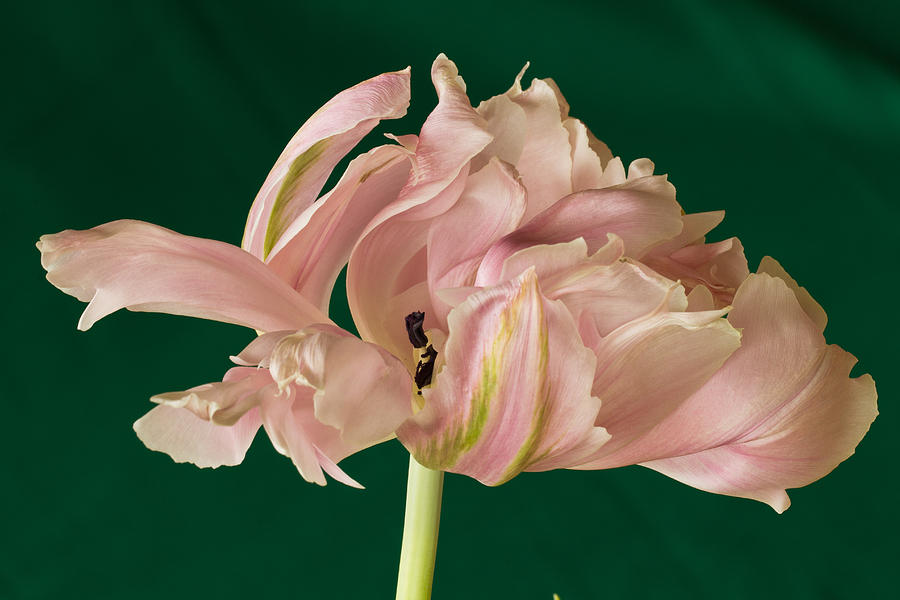 Lacey Tulip Photograph by Patricia Schaefer