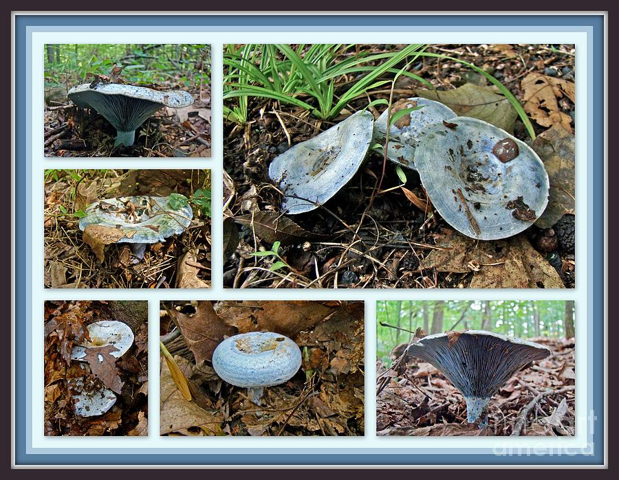 Lactarius Indigo Mushrooms Photograph by Carol Senske