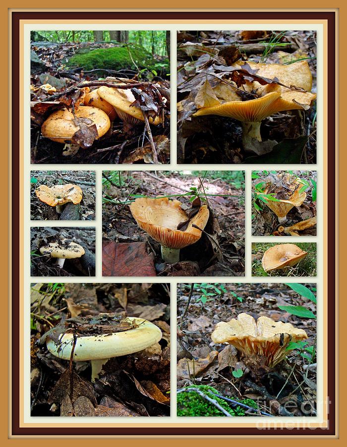 Lactarius torminosus - Yellow Mushrooms Photograph by Carol Senske