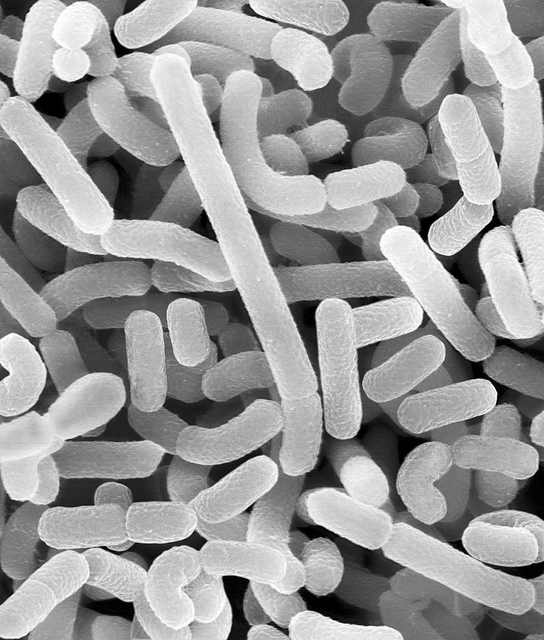 Black And White Photograph - Lactobacillus Acidophilus by Dennis Kunkel Microscopy/science Photo Library