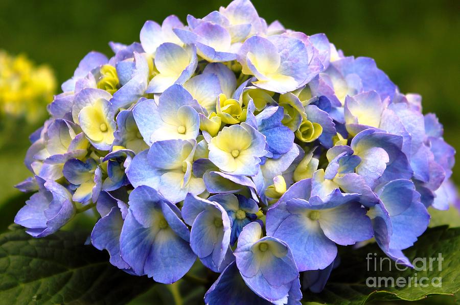 Lacy Blue Hydrangea Photograph by Judy Palkimas
