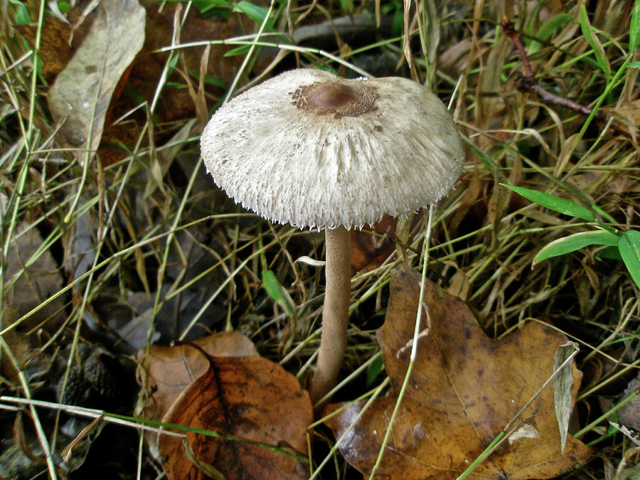 Lacy Parasol Mushroom Photograph by Carol Senske